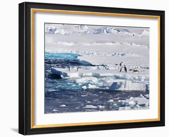 Antarctica. Emperor and Adelie Penguins on the Edge of an Ice Shelf-Janet Muir-Framed Photographic Print