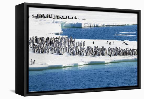 Antarctica. Emperor Penguin Chicks at the Edge of an Ice Shelf-Janet Muir-Framed Premier Image Canvas