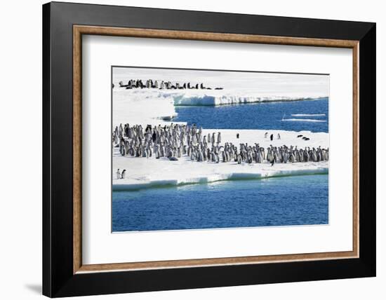 Antarctica. Emperor Penguin Chicks at the Edge of an Ice Shelf-Janet Muir-Framed Photographic Print