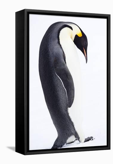 Antarctica, Emperor Penguin Walking Alone, High Key-Janet Muir-Framed Premier Image Canvas
