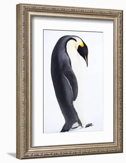 Antarctica, Emperor Penguin Walking Alone, High Key-Janet Muir-Framed Photographic Print