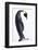 Antarctica, Emperor Penguin Walking Alone, High Key-Janet Muir-Framed Photographic Print