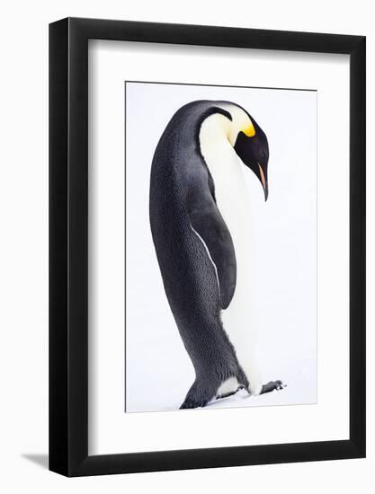 Antarctica, Emperor Penguin Walking Alone, High Key-Janet Muir-Framed Photographic Print