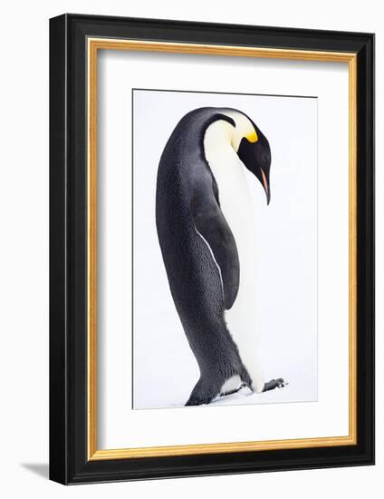 Antarctica, Emperor Penguin Walking Alone, High Key-Janet Muir-Framed Photographic Print