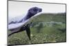 Antarctica Fur Seal Pup (Arctocephalus Gazella), South Georgia, Polar Regions-Michael Nolan-Mounted Photographic Print