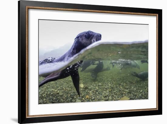 Antarctica Fur Seal Pup (Arctocephalus Gazella), South Georgia, Polar Regions-Michael Nolan-Framed Photographic Print