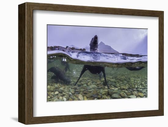 Antarctica Fur Seal Pup (Arctocephalus Gazella), South Georgia, Polar Regions-Michael Nolan-Framed Photographic Print