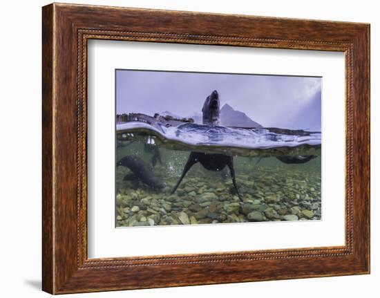 Antarctica Fur Seal Pup (Arctocephalus Gazella), South Georgia, Polar Regions-Michael Nolan-Framed Photographic Print