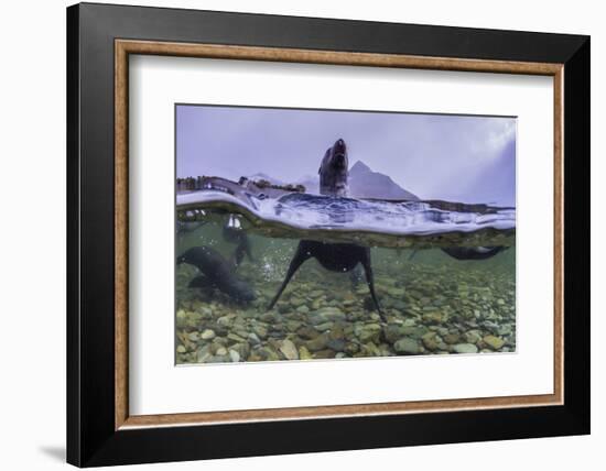 Antarctica Fur Seal Pup (Arctocephalus Gazella), South Georgia, Polar Regions-Michael Nolan-Framed Photographic Print