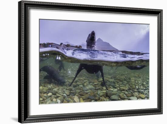 Antarctica Fur Seal Pup (Arctocephalus Gazella), South Georgia, Polar Regions-Michael Nolan-Framed Photographic Print