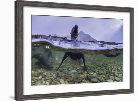 Antarctica Fur Seal Pup (Arctocephalus Gazella), South Georgia, Polar Regions-Michael Nolan-Framed Photographic Print