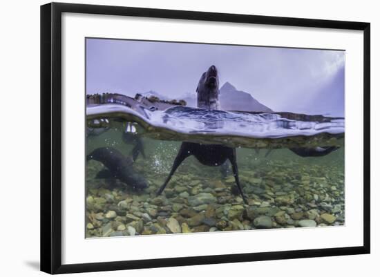 Antarctica Fur Seal Pup (Arctocephalus Gazella), South Georgia, Polar Regions-Michael Nolan-Framed Photographic Print