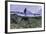 Antarctica Fur Seal Pup (Arctocephalus Gazella), South Georgia, Polar Regions-Michael Nolan-Framed Photographic Print