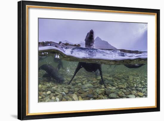 Antarctica Fur Seal Pup (Arctocephalus Gazella), South Georgia, Polar Regions-Michael Nolan-Framed Photographic Print