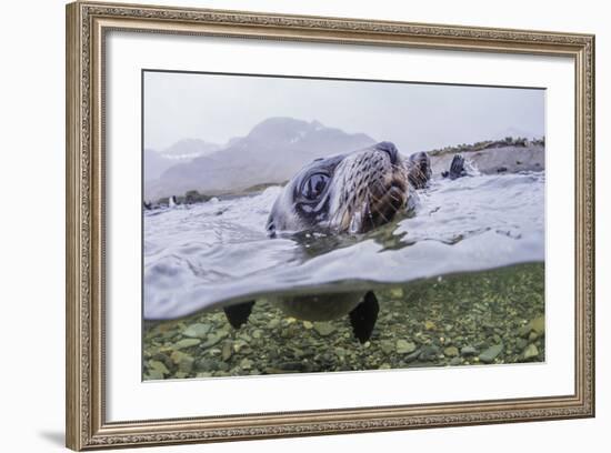 Antarctica Fur Seal Pup (Arctocephalus Gazella), South Georgia, Polar Regions-Michael Nolan-Framed Photographic Print