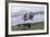 Antarctica Fur Seal Pup (Arctocephalus Gazella), South Georgia, Polar Regions-Michael Nolan-Framed Photographic Print