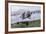 Antarctica Fur Seal Pup (Arctocephalus Gazella), South Georgia, Polar Regions-Michael Nolan-Framed Photographic Print