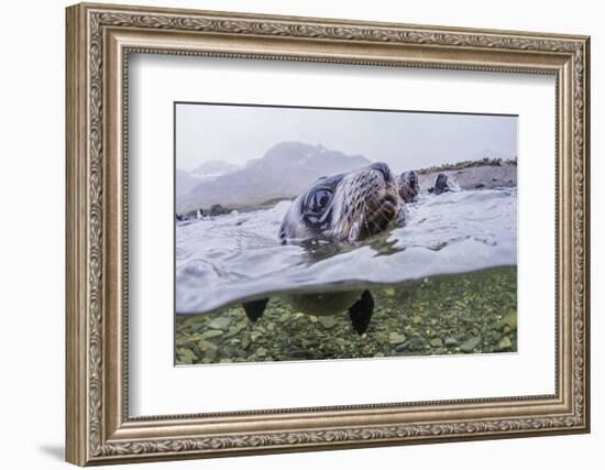 Antarctica Fur Seal Pup (Arctocephalus Gazella), South Georgia, Polar Regions-Michael Nolan-Framed Photographic Print