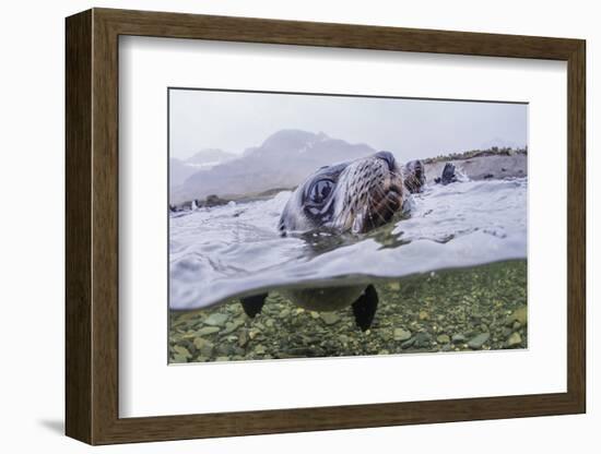 Antarctica Fur Seal Pup (Arctocephalus Gazella), South Georgia, Polar Regions-Michael Nolan-Framed Photographic Print