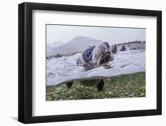 Antarctica Fur Seal Pup (Arctocephalus Gazella), South Georgia, Polar Regions-Michael Nolan-Framed Photographic Print