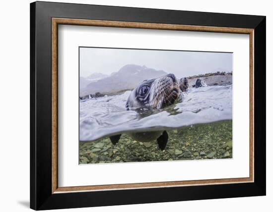 Antarctica Fur Seal Pup (Arctocephalus Gazella), South Georgia, Polar Regions-Michael Nolan-Framed Photographic Print