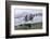 Antarctica Fur Seal Pup (Arctocephalus Gazella), South Georgia, Polar Regions-Michael Nolan-Framed Photographic Print