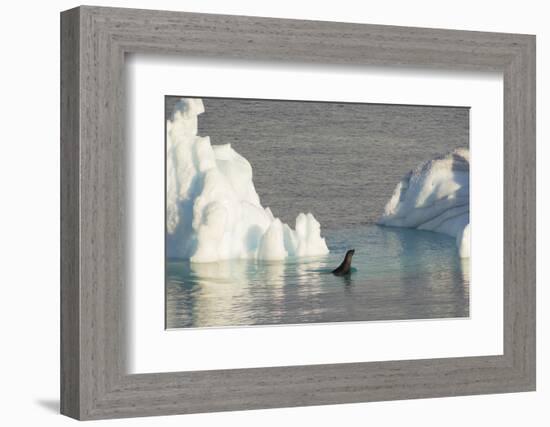 Antarctica. Gerlache Strait. Crabeater Seal and an Iceberg-Inger Hogstrom-Framed Photographic Print