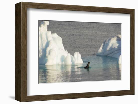 Antarctica. Gerlache Strait. Crabeater Seal and an Iceberg-Inger Hogstrom-Framed Photographic Print