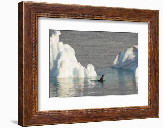 Antarctica. Gerlache Strait. Crabeater Seal and an Iceberg-Inger Hogstrom-Framed Photographic Print
