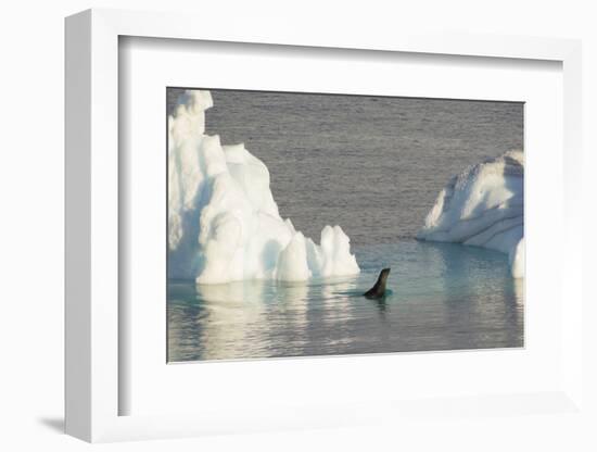 Antarctica. Gerlache Strait. Crabeater Seal and an Iceberg-Inger Hogstrom-Framed Photographic Print