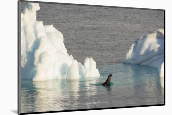 Antarctica. Gerlache Strait. Crabeater Seal and an Iceberg-Inger Hogstrom-Mounted Photographic Print
