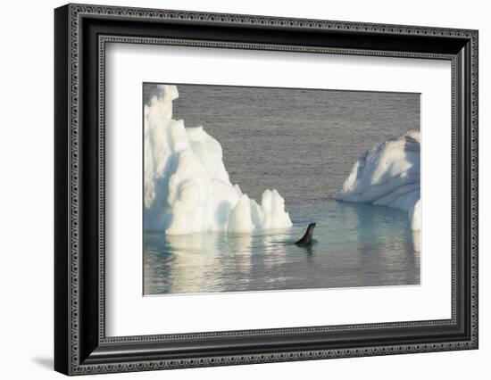 Antarctica. Gerlache Strait. Crabeater Seal and an Iceberg-Inger Hogstrom-Framed Photographic Print