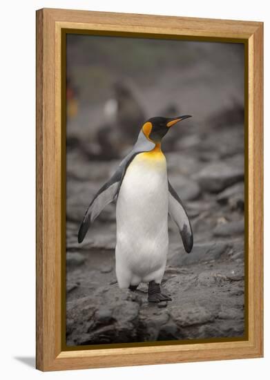 Antarctica, King Penguin, walking-George Theodore-Framed Premier Image Canvas
