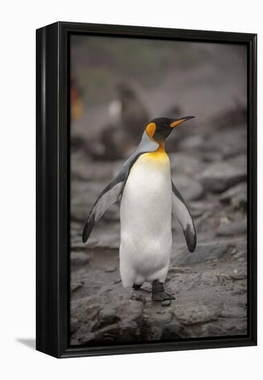 Antarctica, King Penguin, walking-George Theodore-Framed Premier Image Canvas