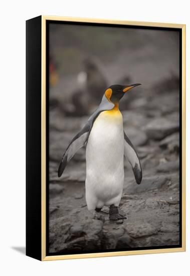 Antarctica, King Penguin, walking-George Theodore-Framed Premier Image Canvas