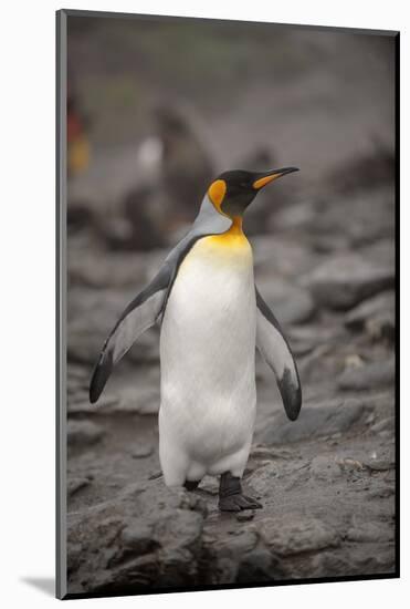 Antarctica, King Penguin, walking-George Theodore-Mounted Photographic Print