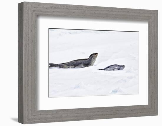 Antarctica. Leopard Seal and Pup-Janet Muir-Framed Photographic Print