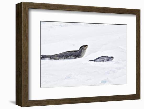 Antarctica. Leopard Seal and Pup-Janet Muir-Framed Photographic Print