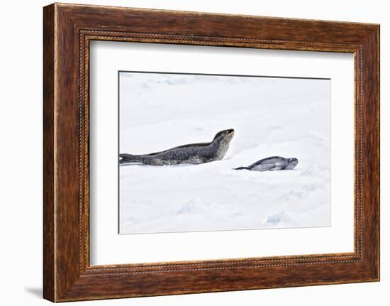 Antarctica. Leopard Seal and Pup-Janet Muir-Framed Photographic Print
