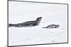 Antarctica. Leopard Seal and Pup-Janet Muir-Mounted Photographic Print