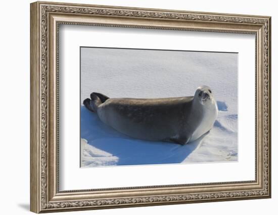 Antarctica. Near Adelaide Island. the Gullet. Crabeater Seal-Inger Hogstrom-Framed Photographic Print