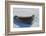 Antarctica. Near Adelaide Island. the Gullet. Crabeater Seal-Inger Hogstrom-Framed Photographic Print