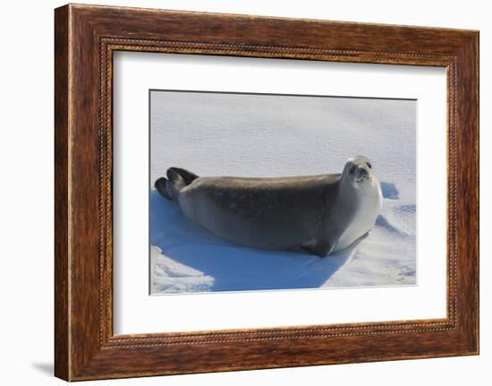 Antarctica. Near Adelaide Island. the Gullet. Crabeater Seal-Inger Hogstrom-Framed Photographic Print