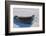 Antarctica. Near Adelaide Island. the Gullet. Crabeater Seal-Inger Hogstrom-Framed Photographic Print