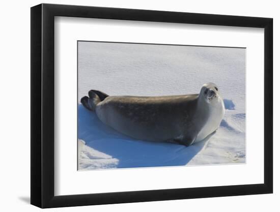 Antarctica. Near Adelaide Island. the Gullet. Crabeater Seal-Inger Hogstrom-Framed Photographic Print