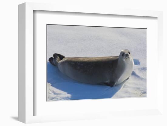 Antarctica. Near Adelaide Island. the Gullet. Crabeater Seal-Inger Hogstrom-Framed Photographic Print