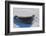 Antarctica. Near Adelaide Island. the Gullet. Crabeater Seal-Inger Hogstrom-Framed Photographic Print