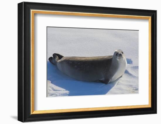 Antarctica. Near Adelaide Island. the Gullet. Crabeater Seal-Inger Hogstrom-Framed Photographic Print
