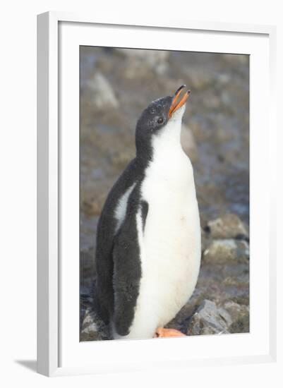 Antarctica. Neko Harbor. Gentoo Penguin Chick Calls Out for its Parent-Inger Hogstrom-Framed Photographic Print