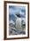 Antarctica. Neko Harbor. Gentoo Penguin, Pygoscelis Papua, Colony-Inger Hogstrom-Framed Photographic Print